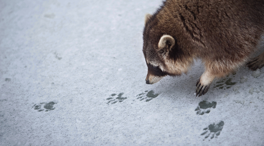 Racoon making tracks in a dusting of snow